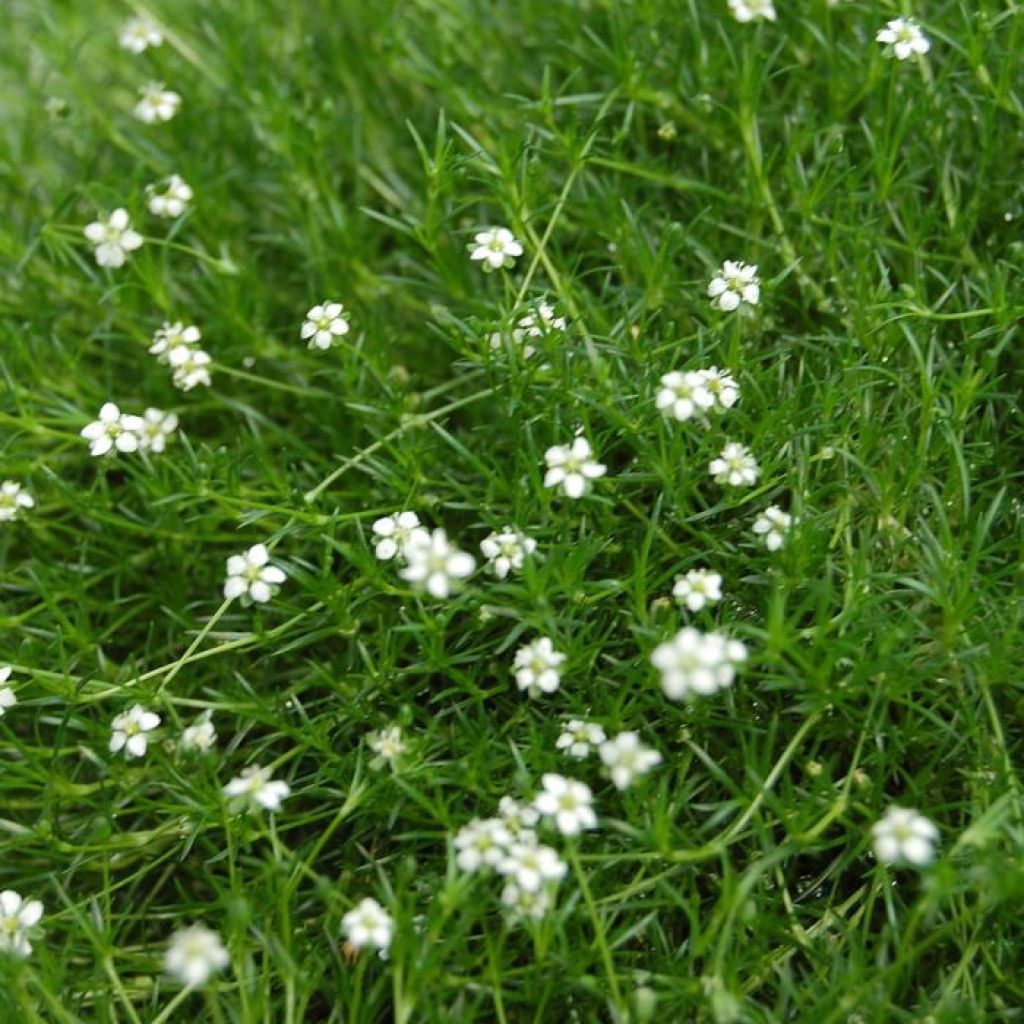 Sagina subulata Green Moss