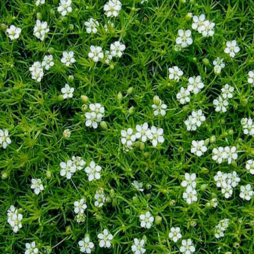 Sagina subulata Green Moss