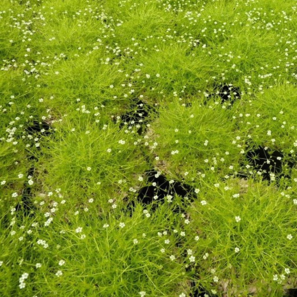 Sagina subulata Lime Moss
