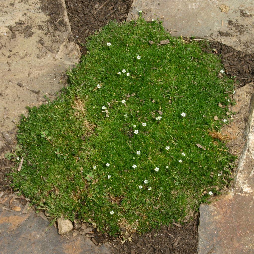 Sagina subulata
