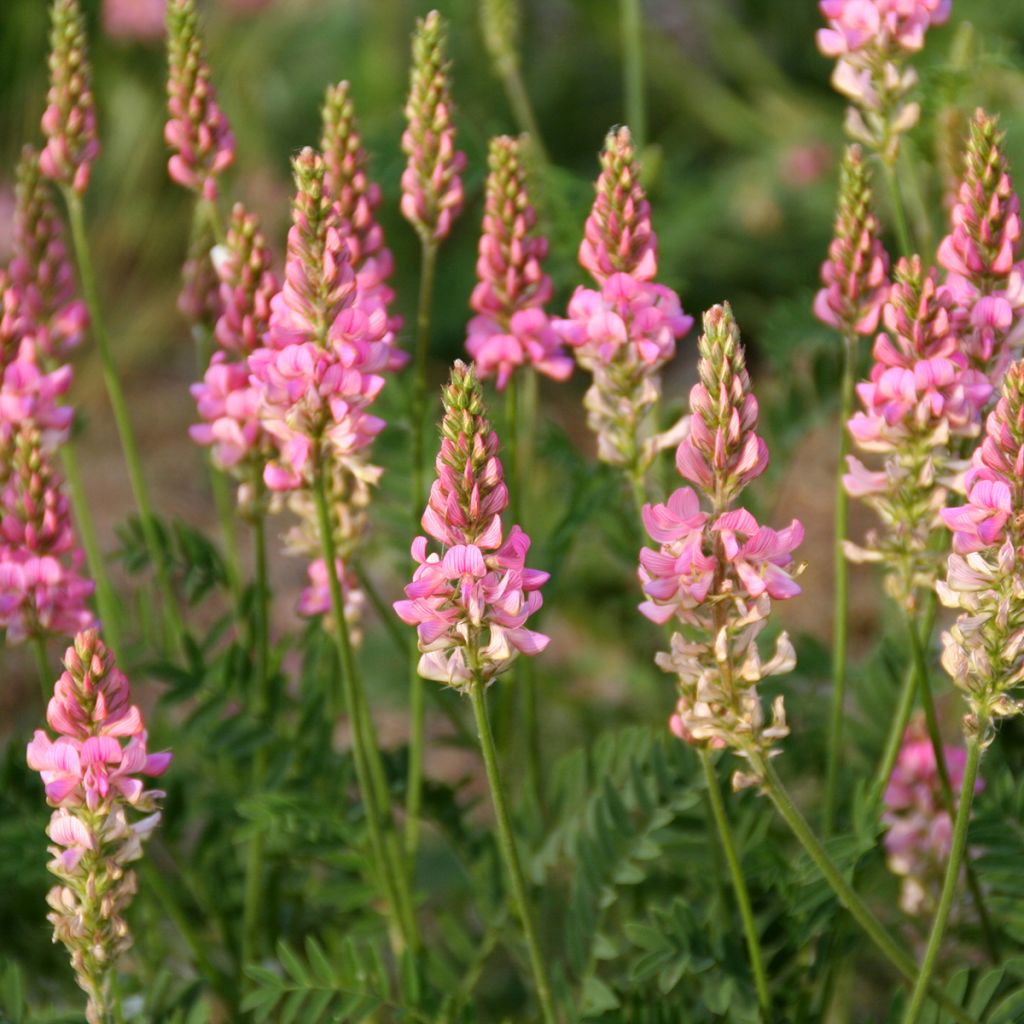 Onobrychis viciifolia organic seeds - Sainfoin
