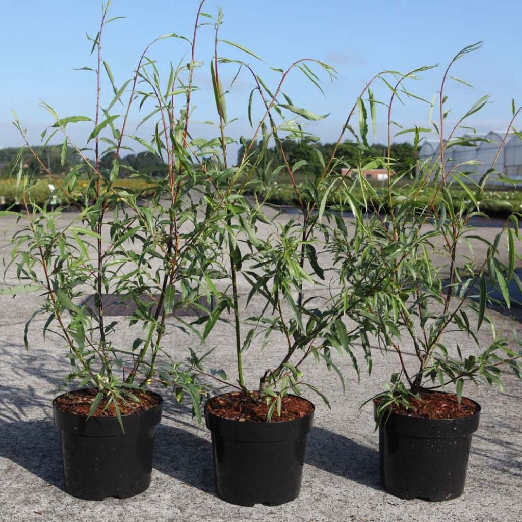 Salix acutifolia Blue Streak - Willow