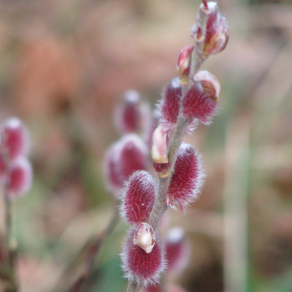 Salix gracilistyla Mount Aso - Black Willow