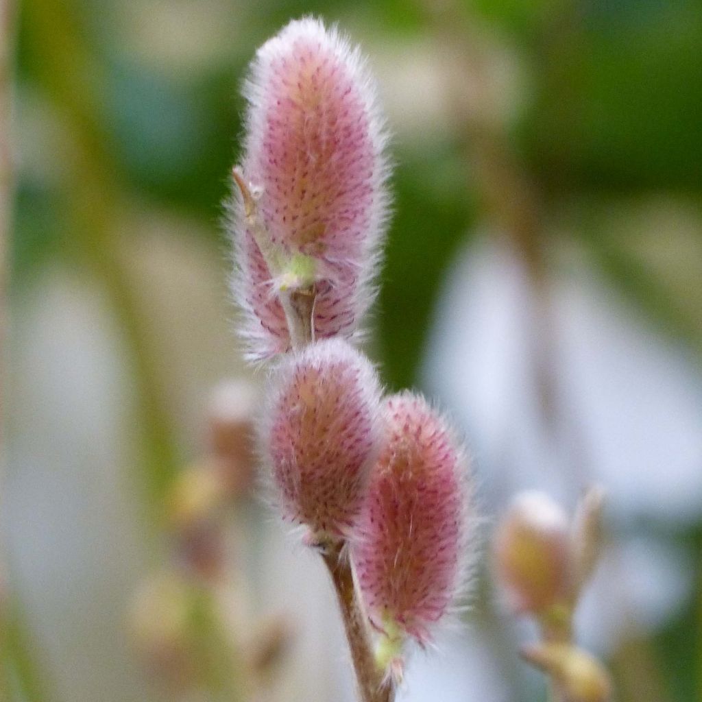 Salix gracilistyla Mount Aso - Black Willow