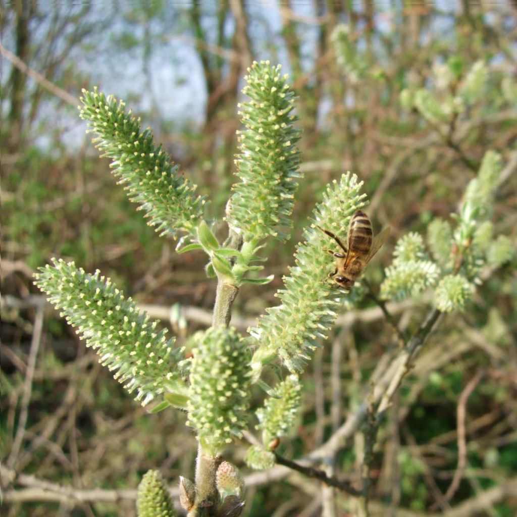 Salix cinerea - Common Sallow