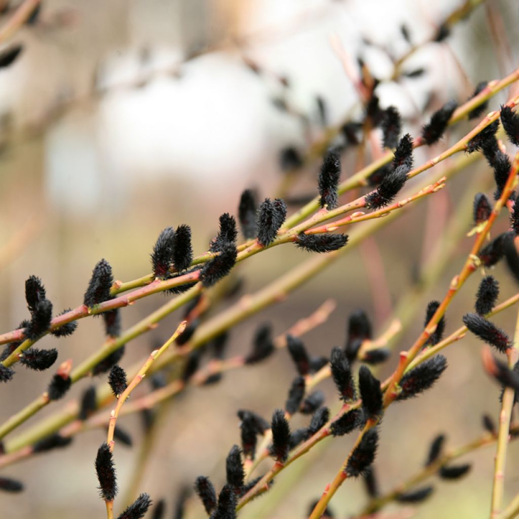 Salix gracilistyla Melanostachys - Rosegold Pussy Willow