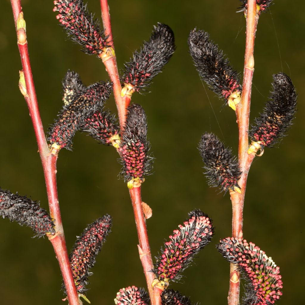 Salix gracilistyla Melanostachys - Rosegold Pussy Willow