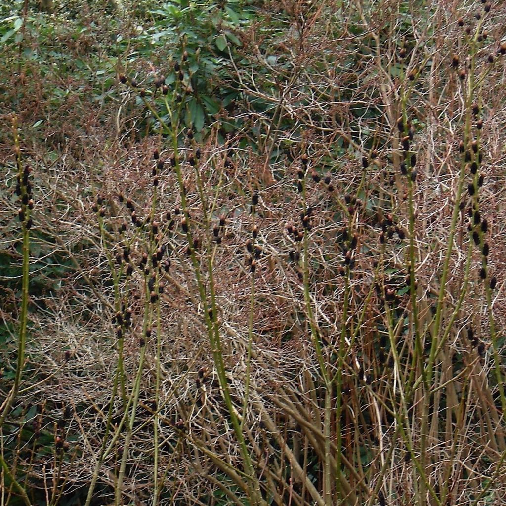 Salix gracilistyla - Black Willow