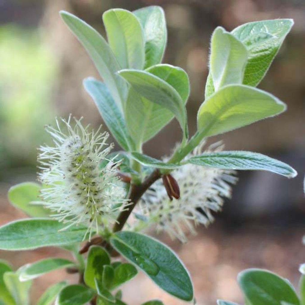 Salix helvetica - Willow