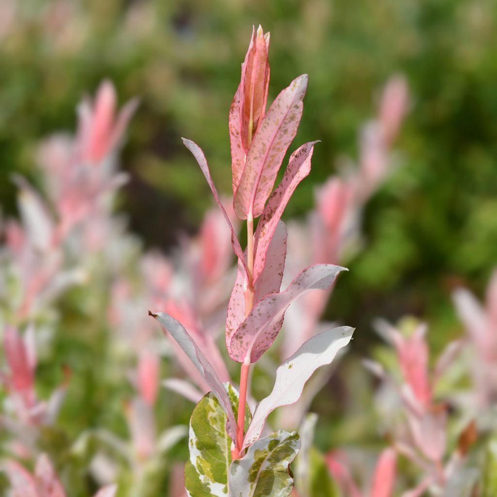 Salix integra Flamingo - Flamingo Willow