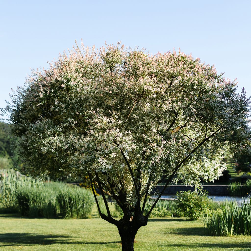 Salix integra Flamingo - Flamingo Willow