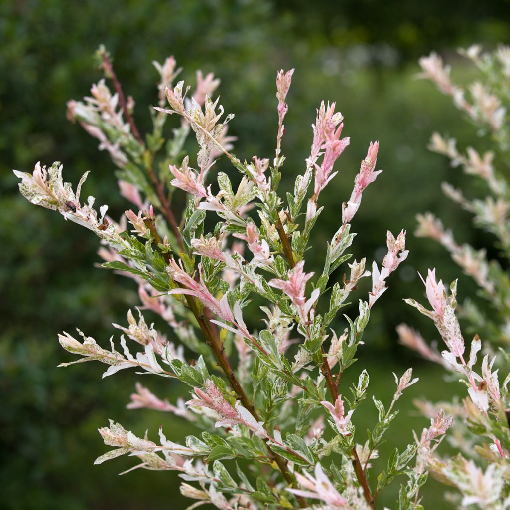 Salix integra Flamingo - Flamingo Willow