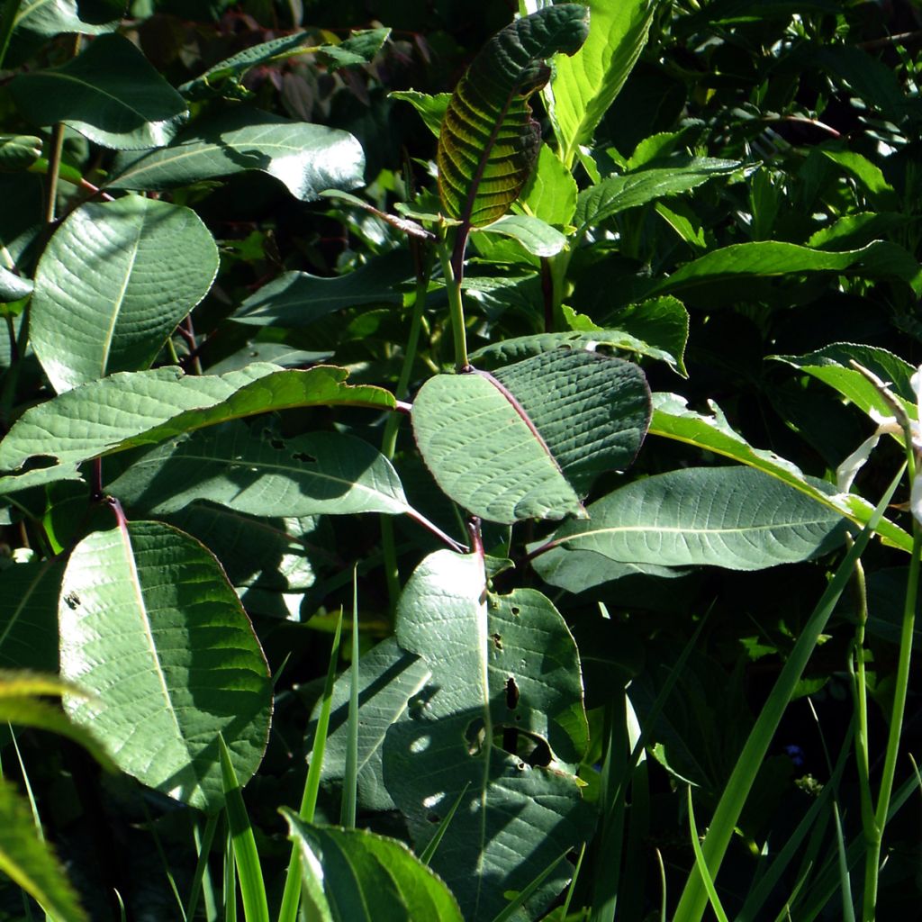 Salix magnifica - Saule magnifique
