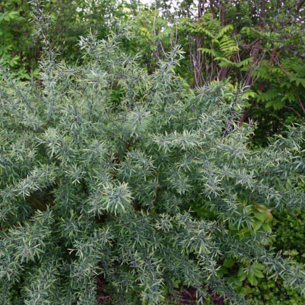 Salix purpurea Nana - Purple Willow