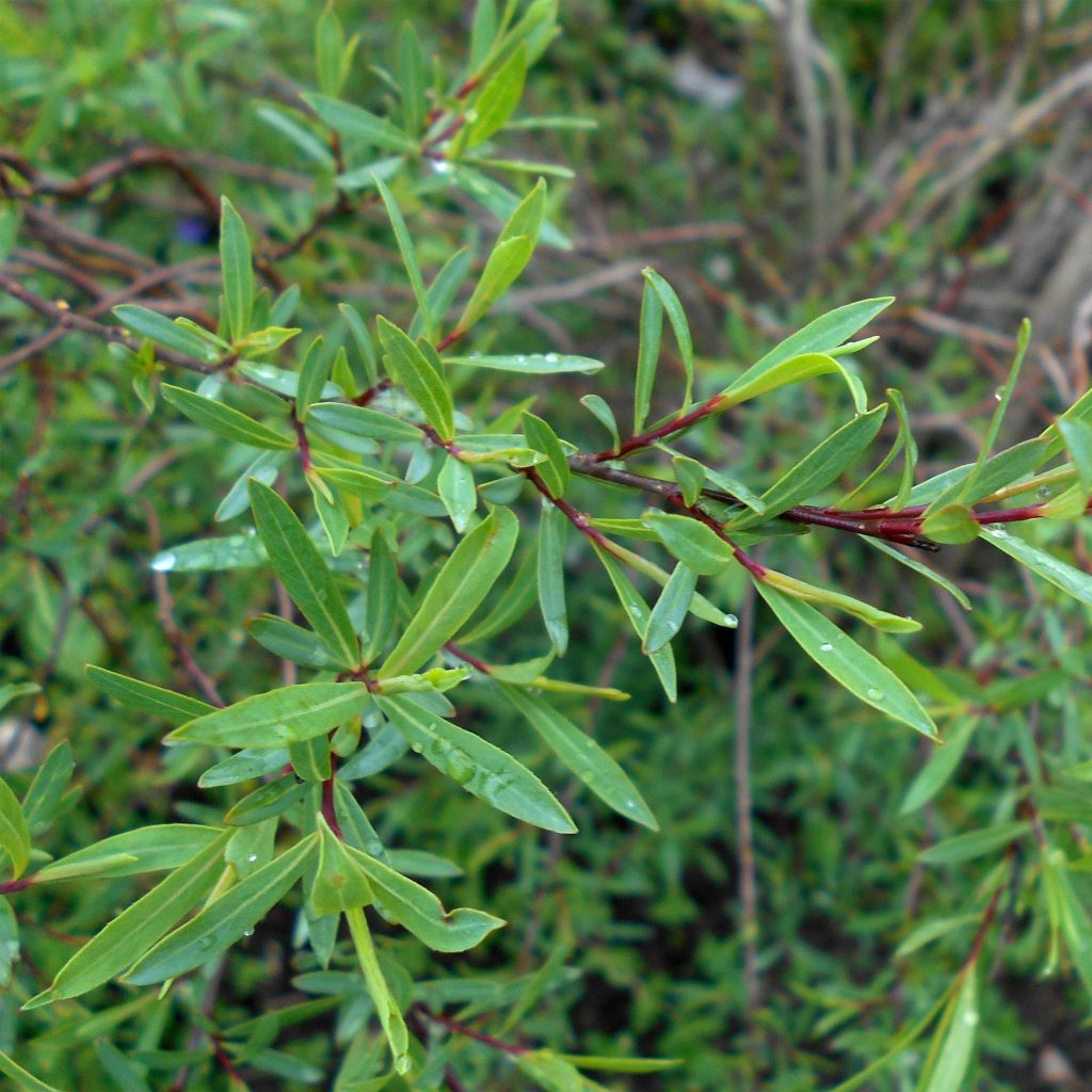 Salix purpurea Nana - Purple Willow