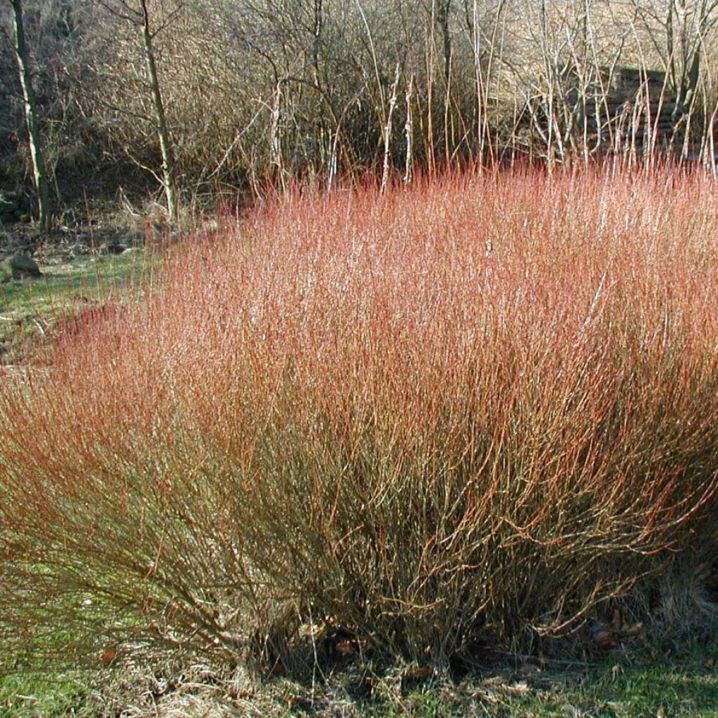Salix purpurea Nana - Purple Willow