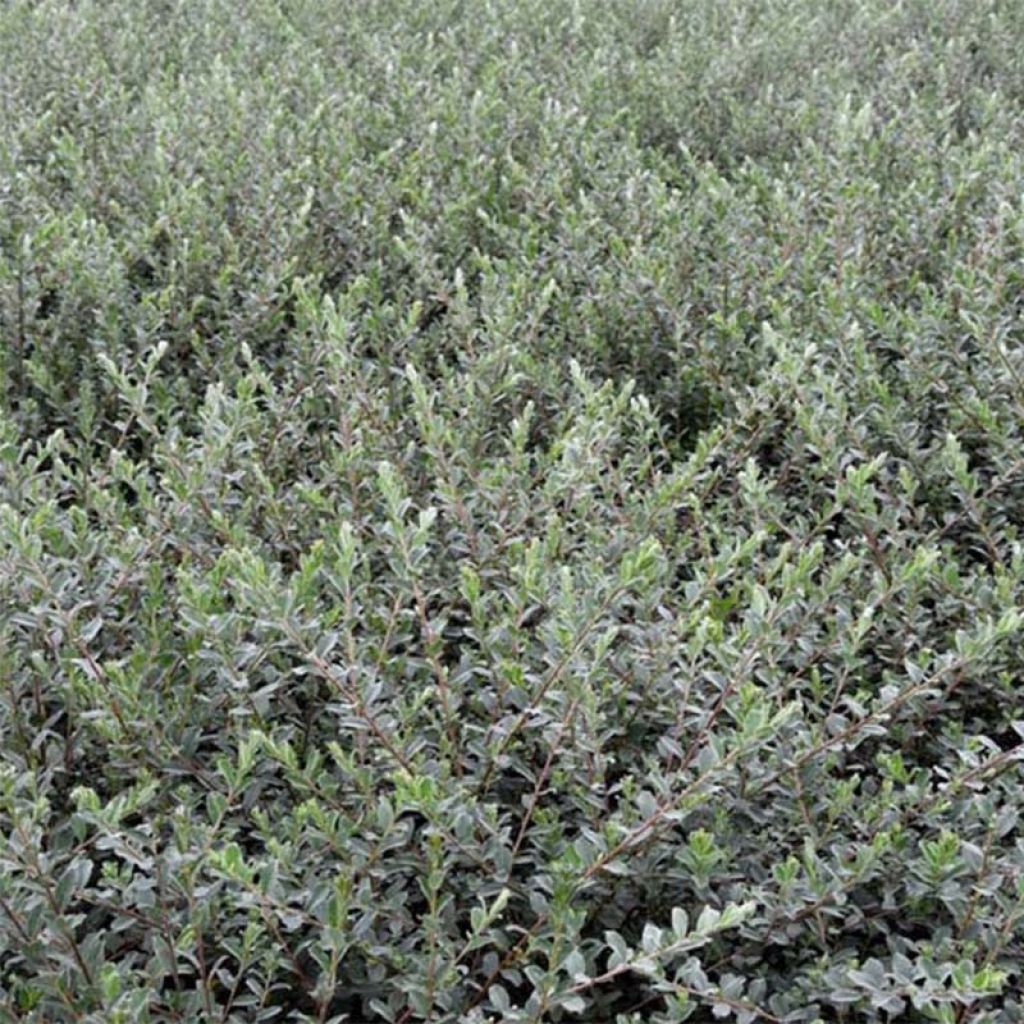 Salix repens var. nitida - Creeping Willow