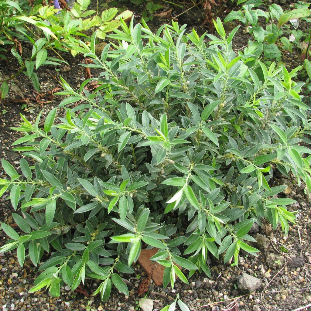 Salix subopposita - Willow