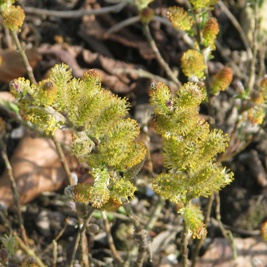Salix subopposita - Willow