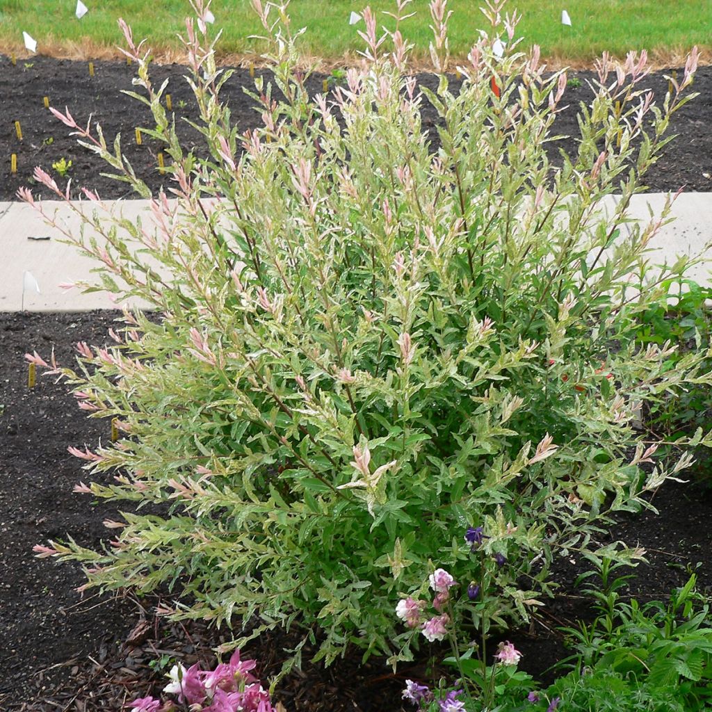 Salix integra Flamingo - Flamingo Willow