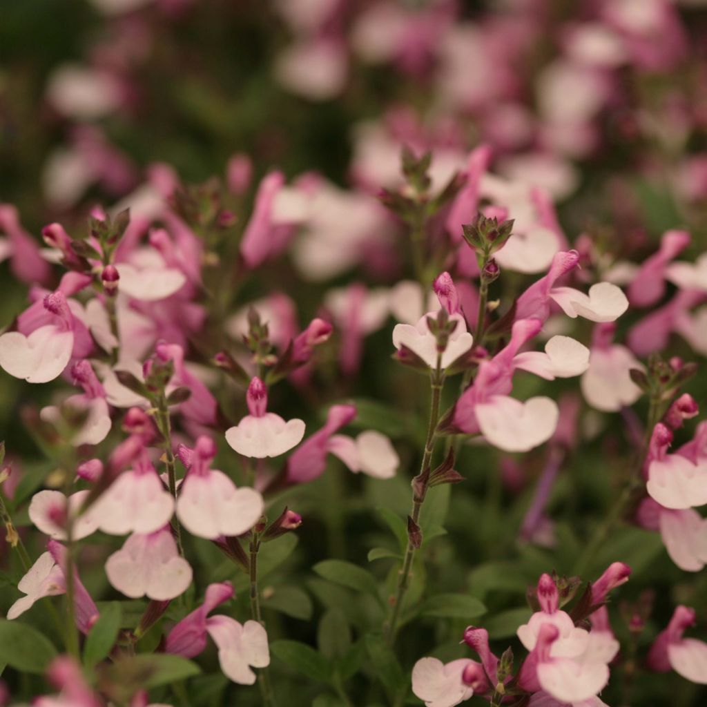 Salvia Dysons Joy