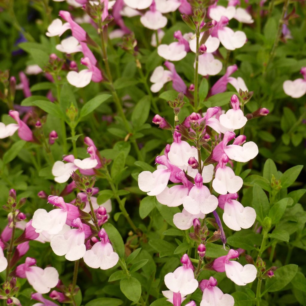 Salvia Dysons Joy