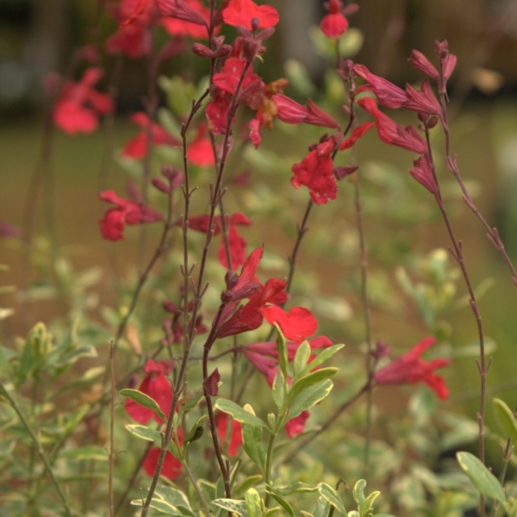 Salvia greggii Caramba