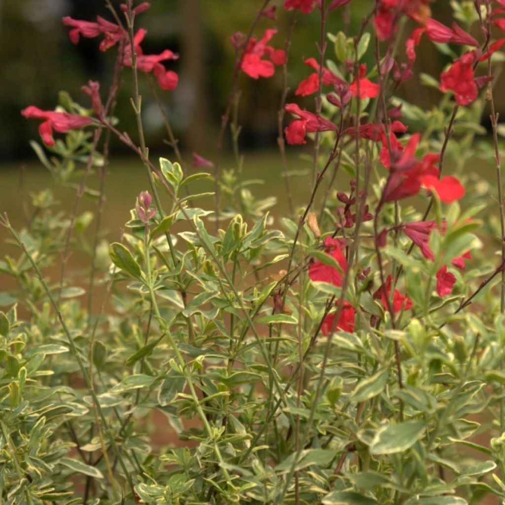 Salvia greggii Caramba
