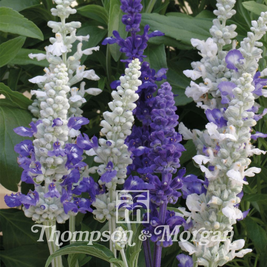 Salvia farinacea Seascape Mixed Seeds - Mealy Cup Sage
