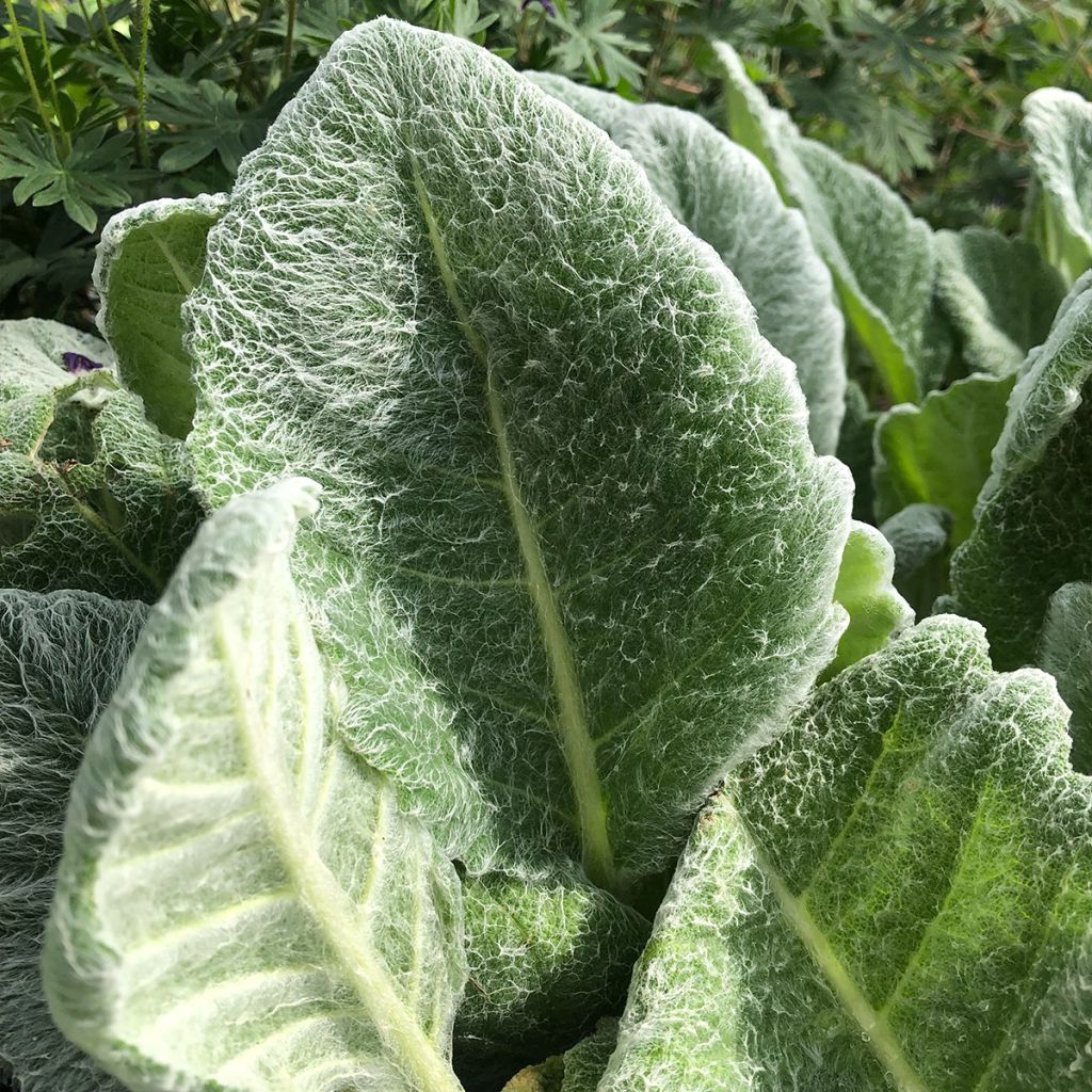 Salvia argentea