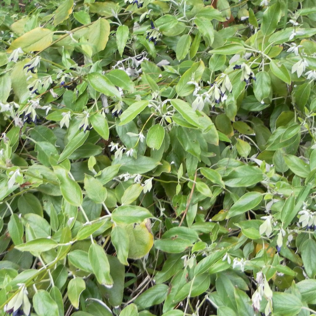 Salvia discolor