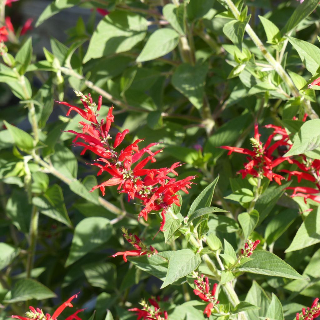 Salvia elegans Pineapple