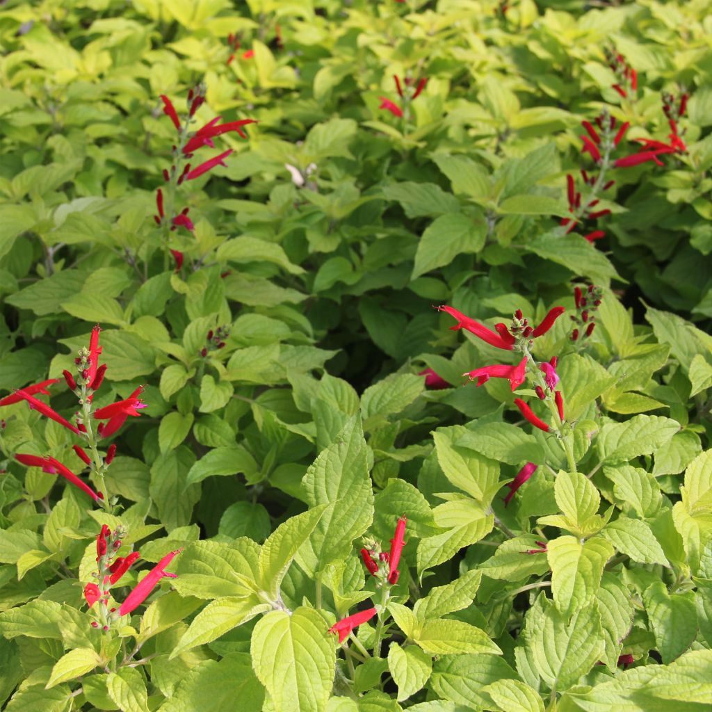 Salvia elegans Golden Delicious