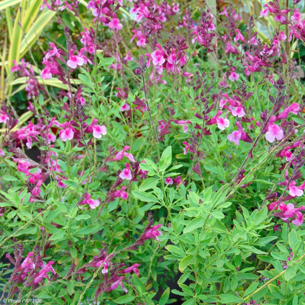 Salvia greggii Icing Sugar