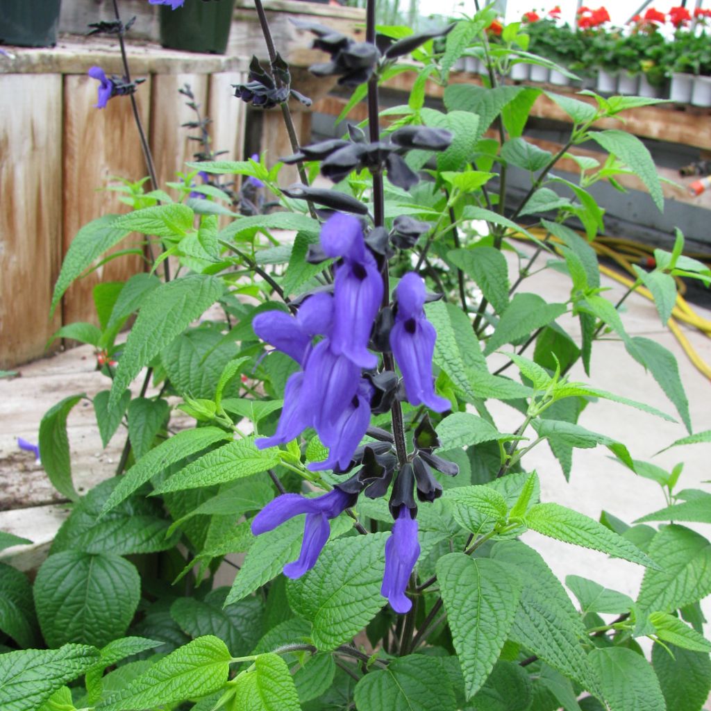 Salvia guaranitica Black and Blue - Shrubby Sage