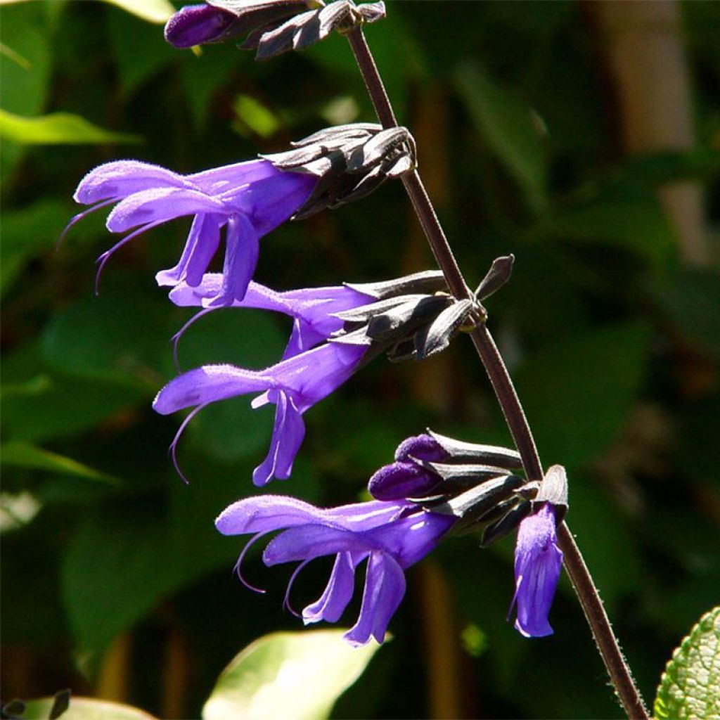 Salvia guaranitica Black and Blue - Shrubby Sage