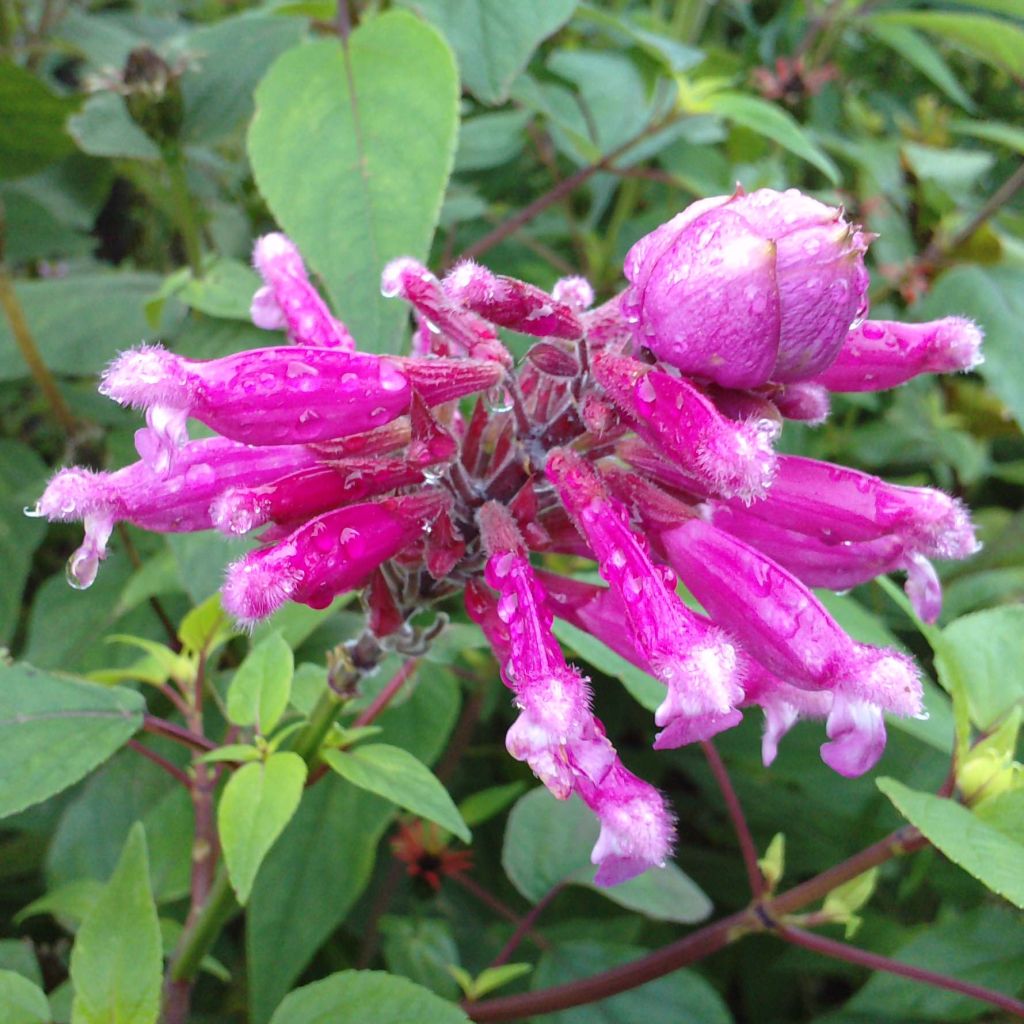 Salvia involucrata Bethelii