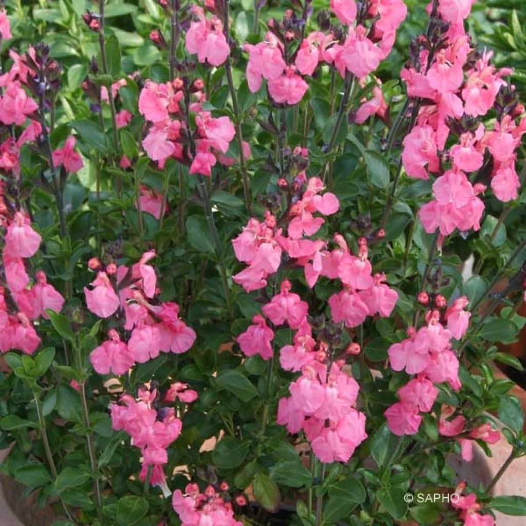 Salvia jamensis Pluenn