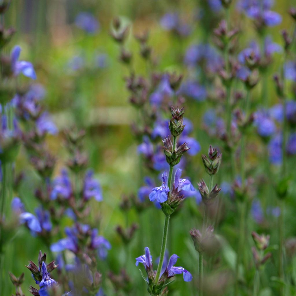 Salvia lavandulifolia