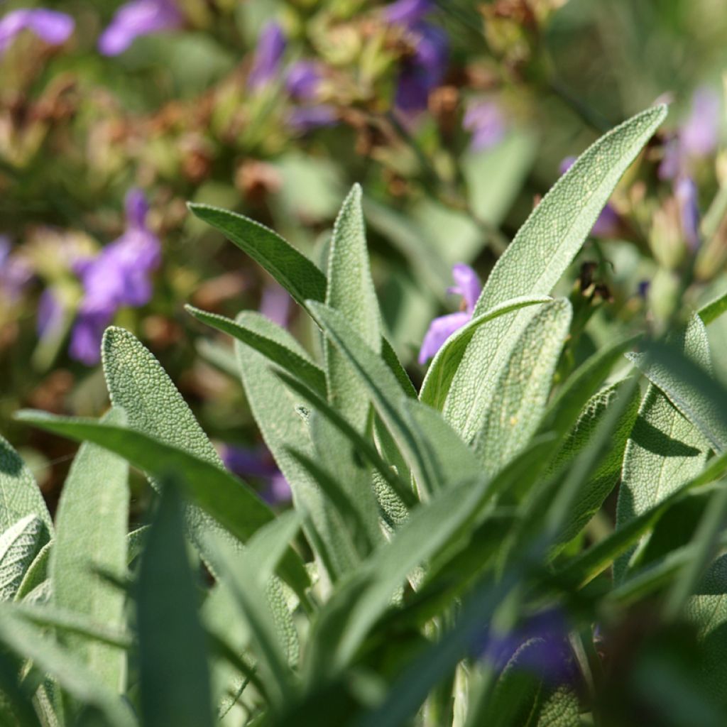 Salvia lavandulifolia