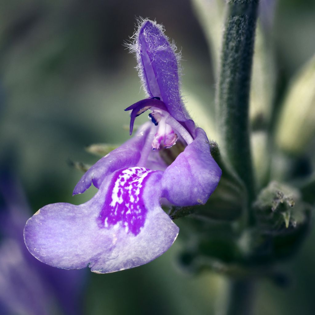 Salvia lavandulifolia