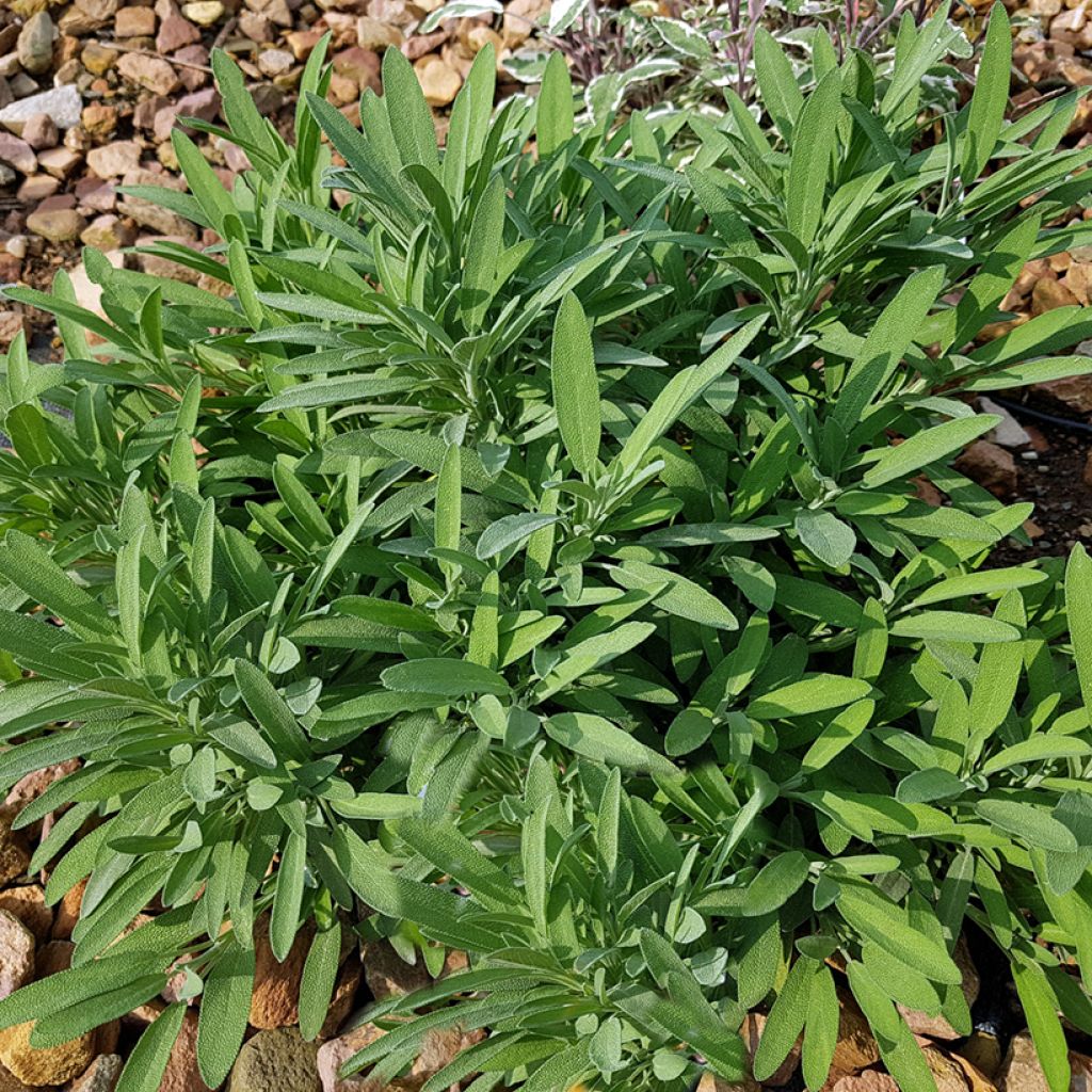 Salvia lavandulifolia