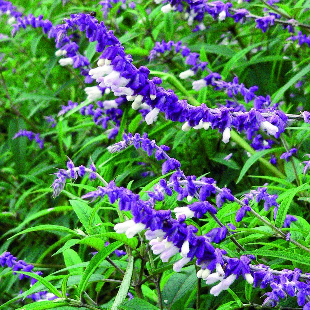 Salvia leucantha