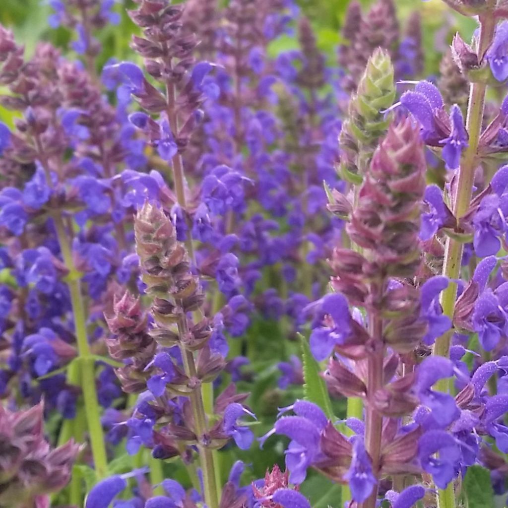 Salvia nemorosa April Night - Woodland Sage