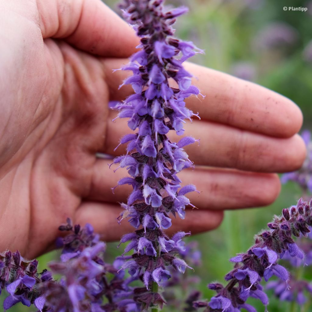 Salvia 'Bocofpea' Feathers Peacock - Perennial sage