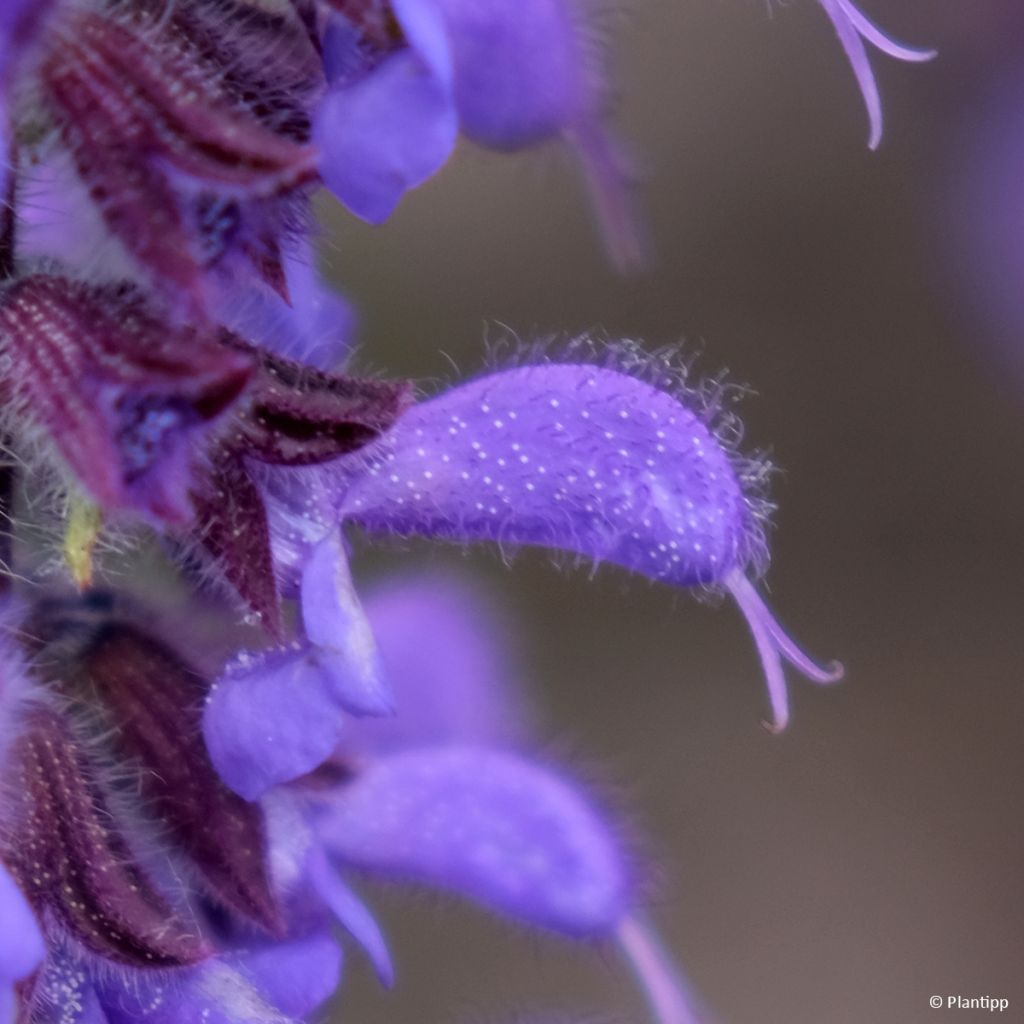 Salvia 'Bocofpea' Feathers Peacock - Perennial sage