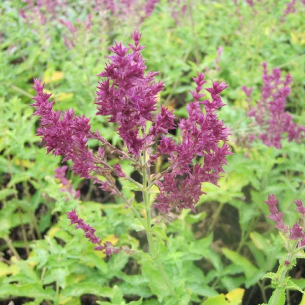Salvia nemorosa Schwellenburg - Woodland Sage