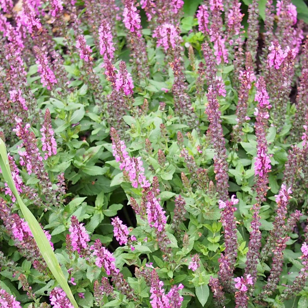 Salvia nemorosa Sensation Rose - Woodland Sage