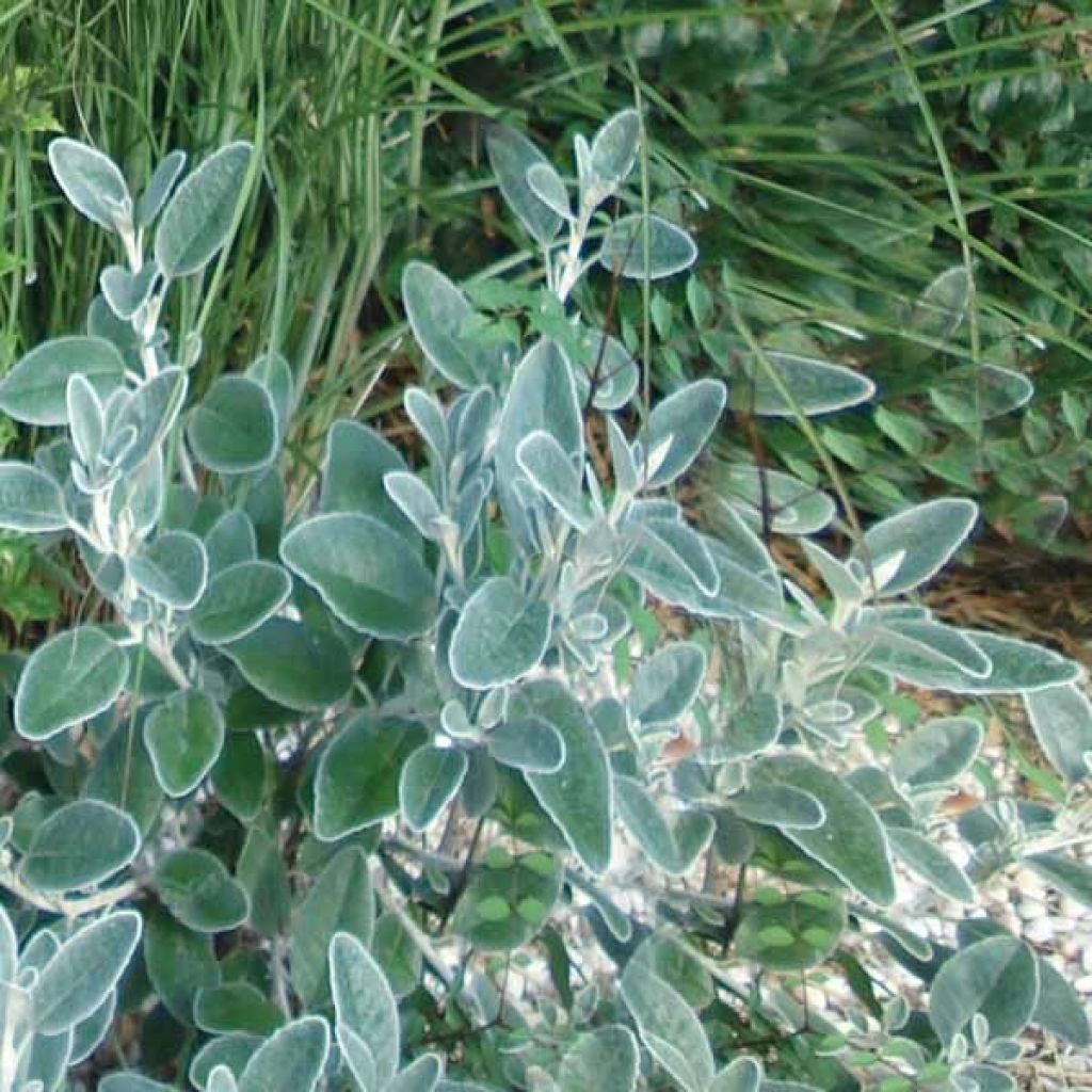 Salvia officinalis Berggarten