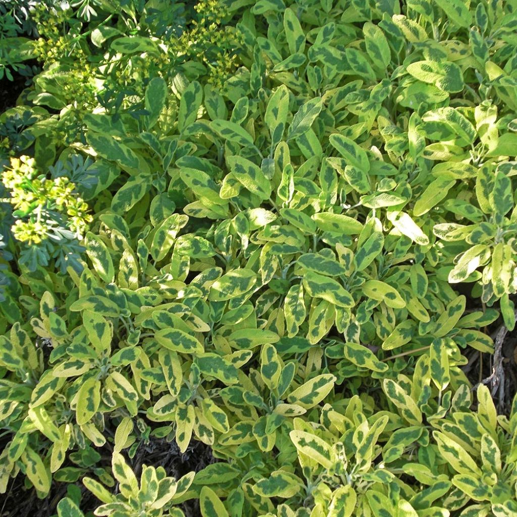 Salvia officinalis 'Icterina'